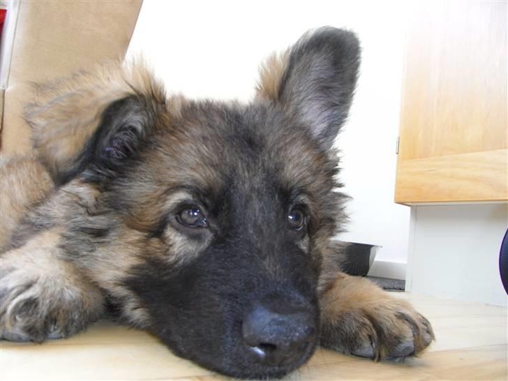 Schæferhund Kato billede 1