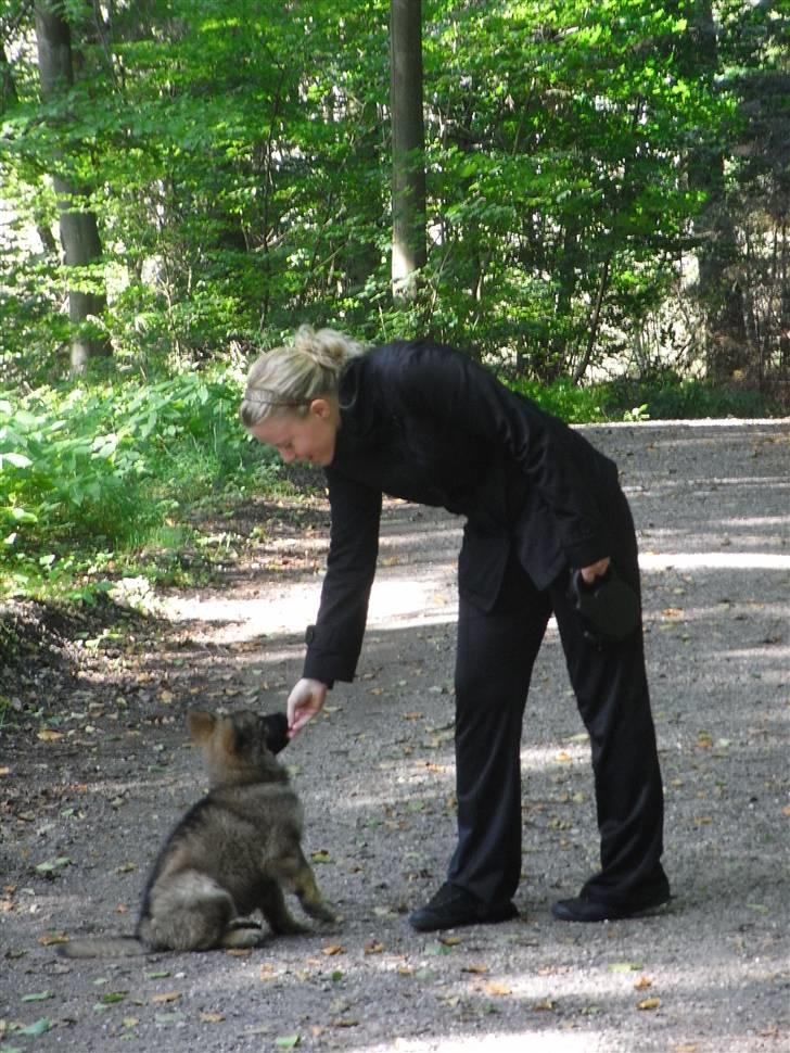 Schæferhund Kato - første tur i skoven - og han sidder på komando :) billede 2