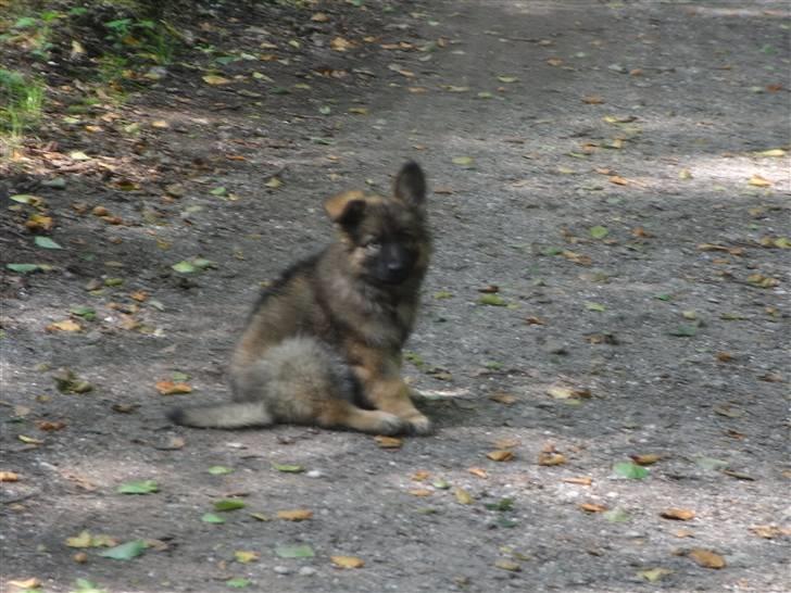 Schæferhund Kato billede 3
