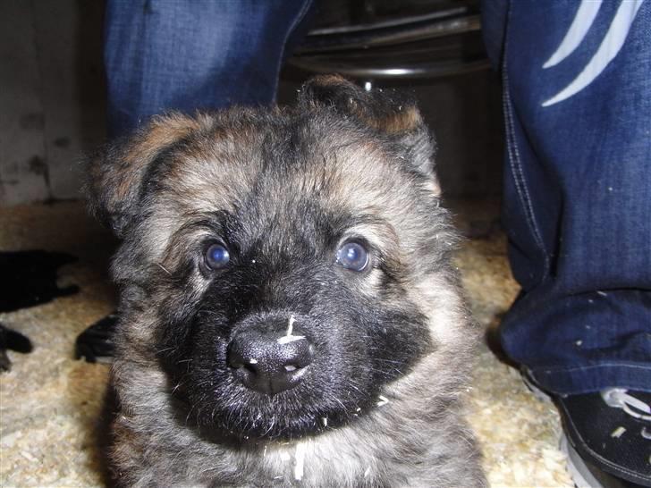 Schæferhund Kato - første gang vi så ham billede 4