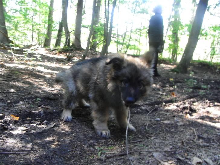 Schæferhund Kato - første tur i skoven billede 5