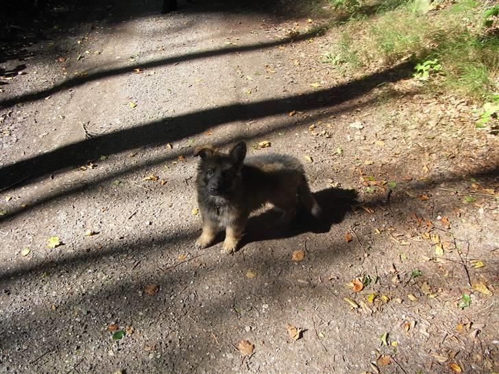 Schæferhund Kato - første tur i skoven billede 6