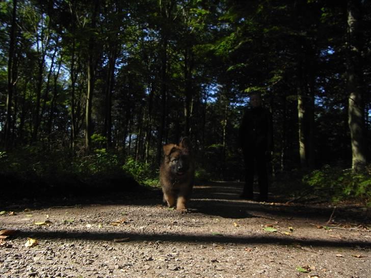 Schæferhund Kato - igen første tur i skoven billede 7