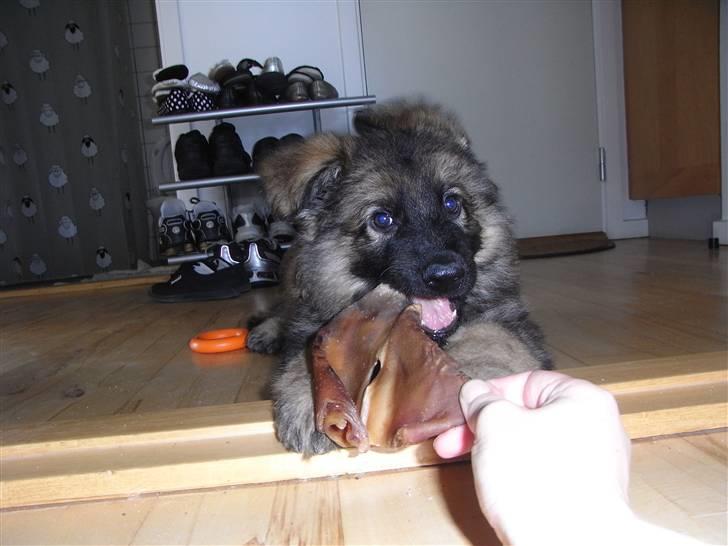 Schæferhund Kato - hans første grisseøre - hans nye livret :) billede 8