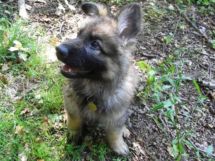 Schæferhund Kato - Nååååh lille vuffi billede 9