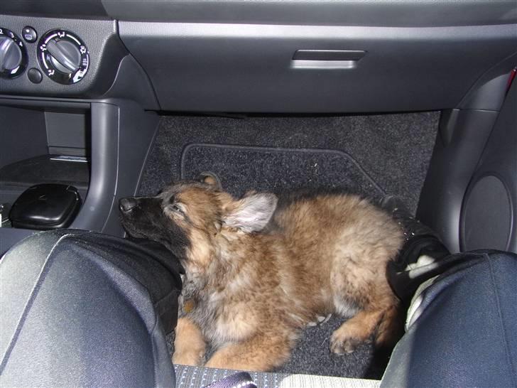 Schæferhund Kato - På vej hjem fra skoven. Ej hvor var han træt billede 10