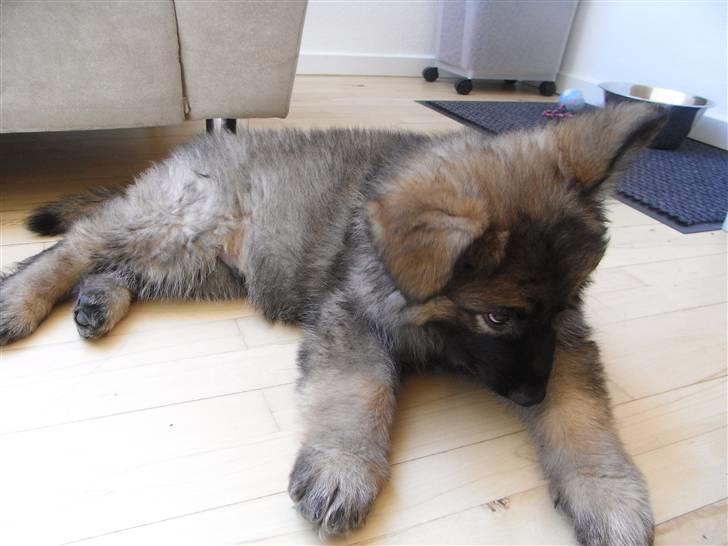 Schæferhund Kato billede 11