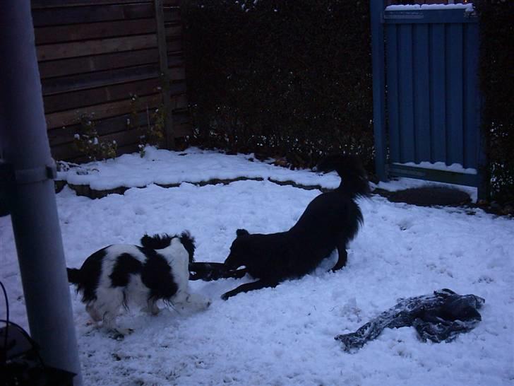 Border collie Belle - mig og min bedste ven  billede 2