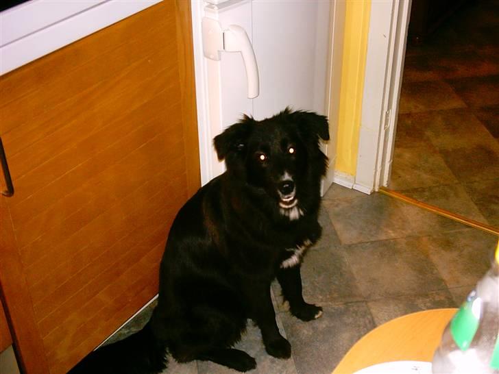 Border collie Belle billede 3