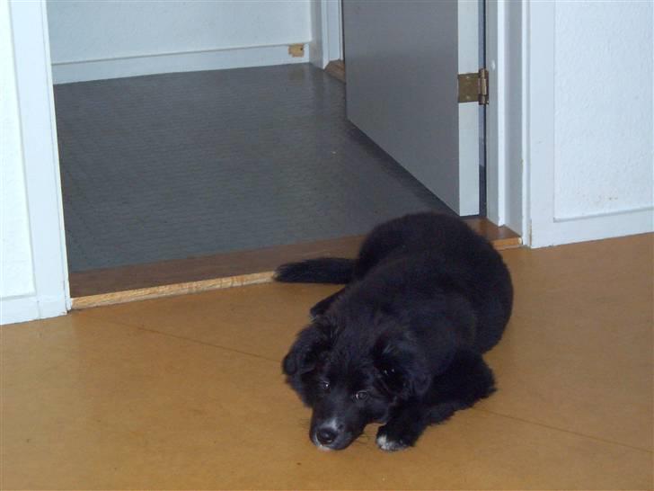 Border collie Belle billede 4