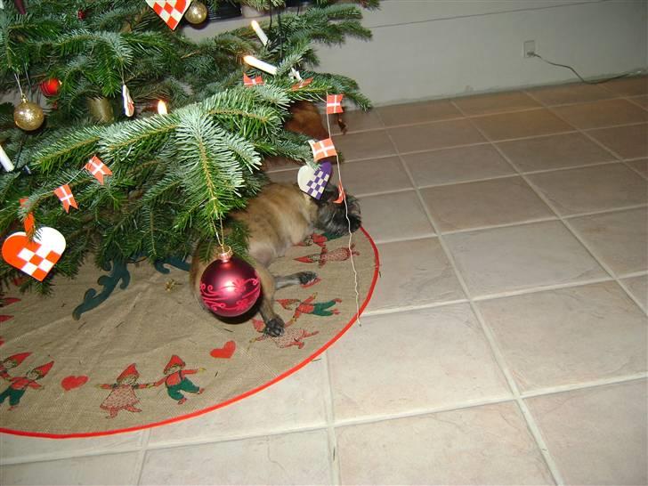 Cairn terrier Fie <3 *VIP* - Fie, Juleaften 09. billede 19