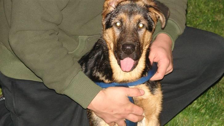 Schæferhund Cleo billede 1