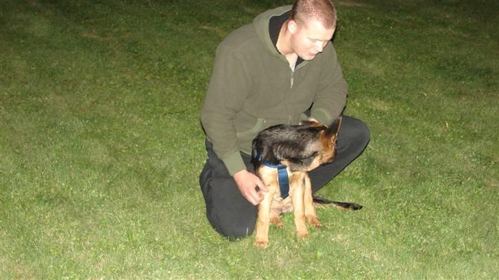 Schæferhund Cleo billede 2