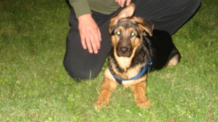 Schæferhund Cleo billede 3