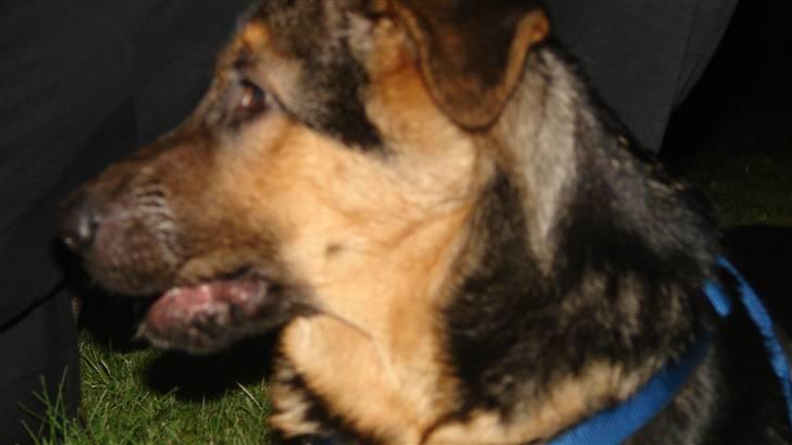 Schæferhund Cleo billede 4