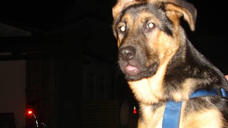 Schæferhund Cleo billede 5