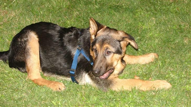 Schæferhund Cleo billede 6