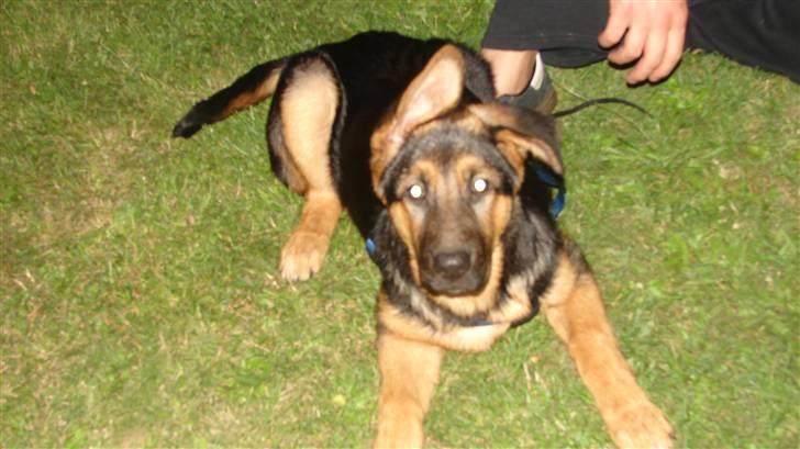 Schæferhund Cleo billede 7