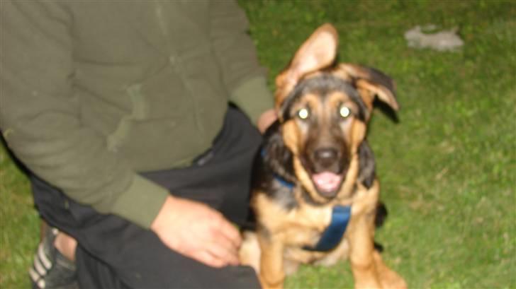 Schæferhund Cleo billede 8