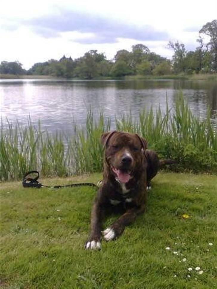 Blanding af racer Kato billede 4