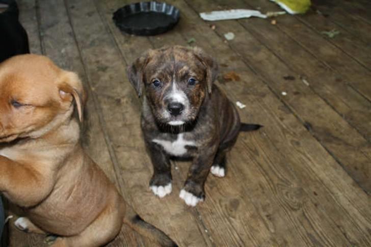 Blanding af racer Kato - Jeg sidder lige og ser lækker ud billede 2