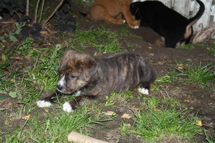 Blanding af racer Kato - Jeg ligger på lur billede 5