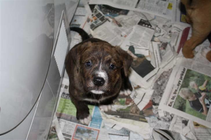 Blanding af racer Kato - Hej Hej. billede 6