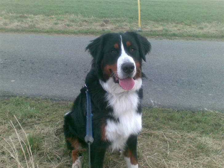 Berner sennenhund Samson billede 13