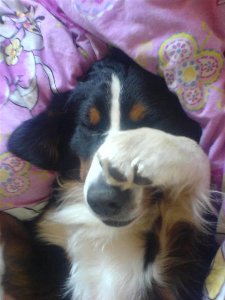 Berner sennenhund Samson billede 14