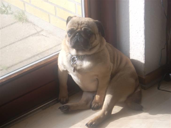 Mops Rico - Sidder og tager solbad:o) billede 7