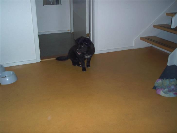 Border collie Belle billede 5