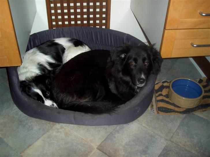 Border collie Belle billede 6