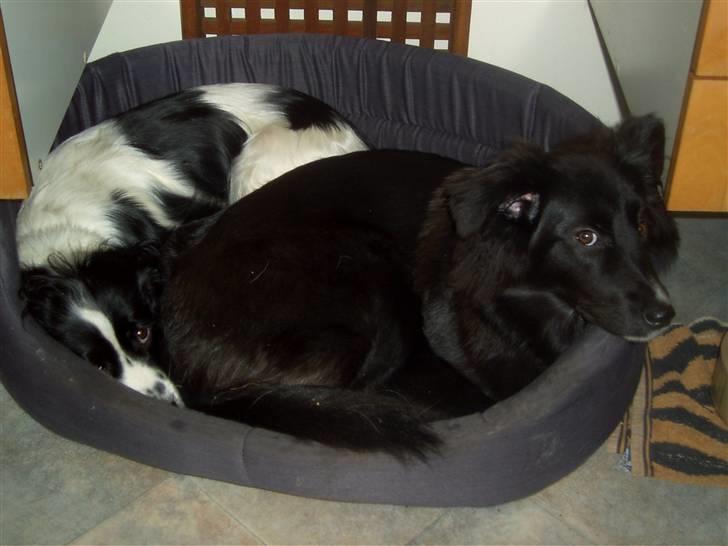 Border collie Belle billede 7