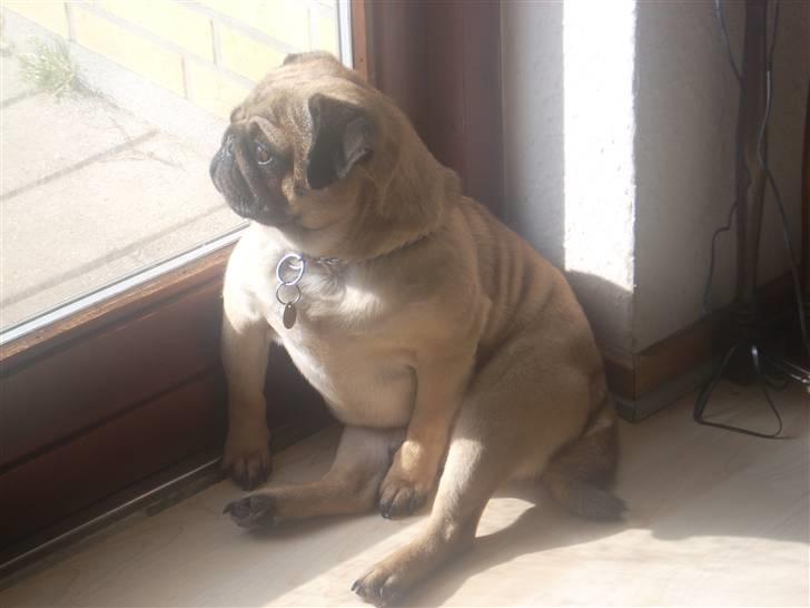 Mops Rico - Hov, en fugl i haven... billede 8