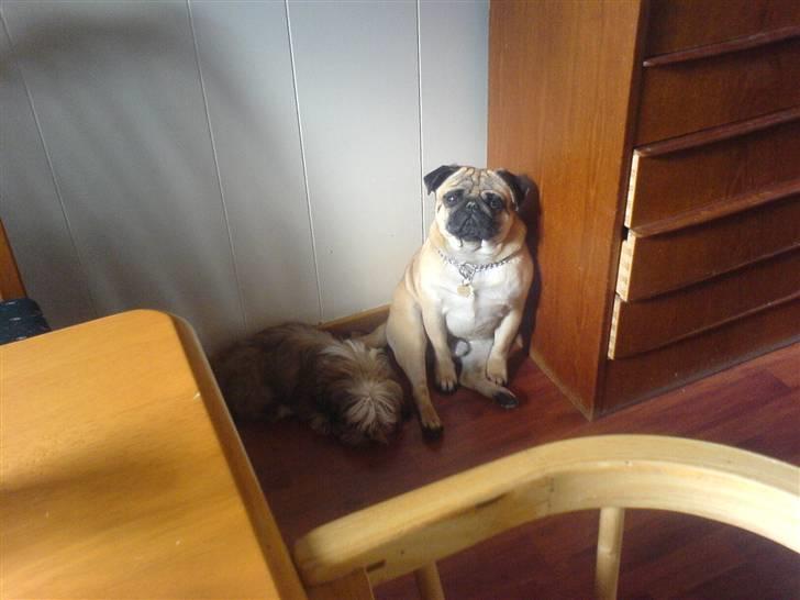 Mops Rico - Min nye lillesøster. billede 10