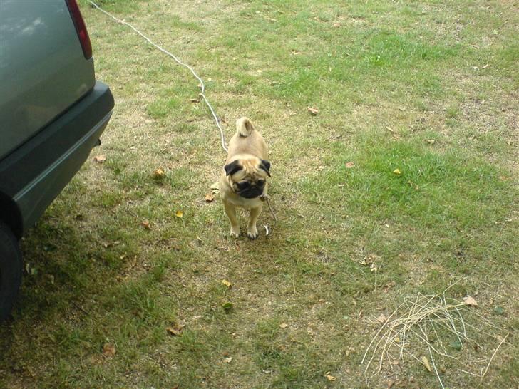 Mops Rico - på ferie billede 11