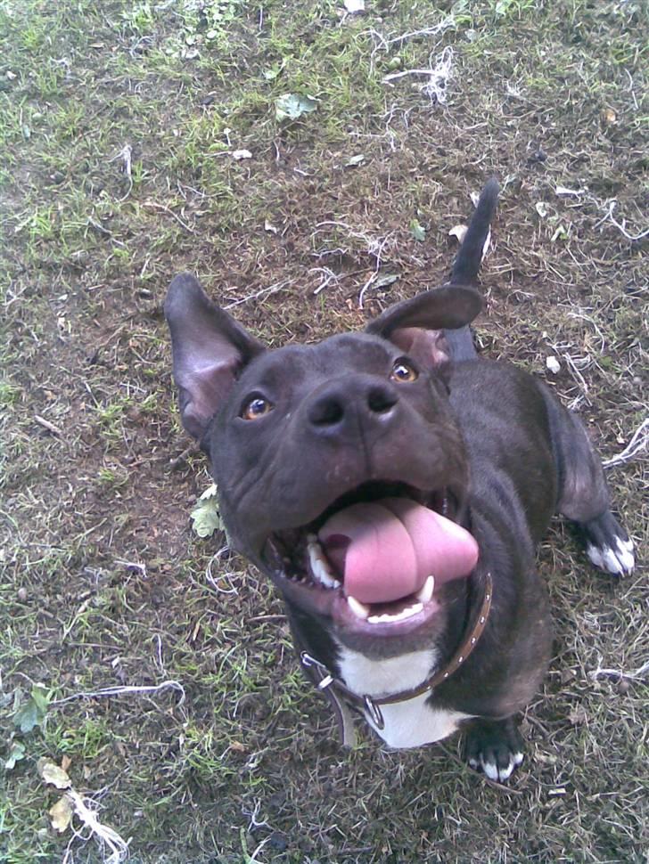 Amerikansk staffordshire terrier Brian ! R.I.P ='(  - fine tænder billede 14