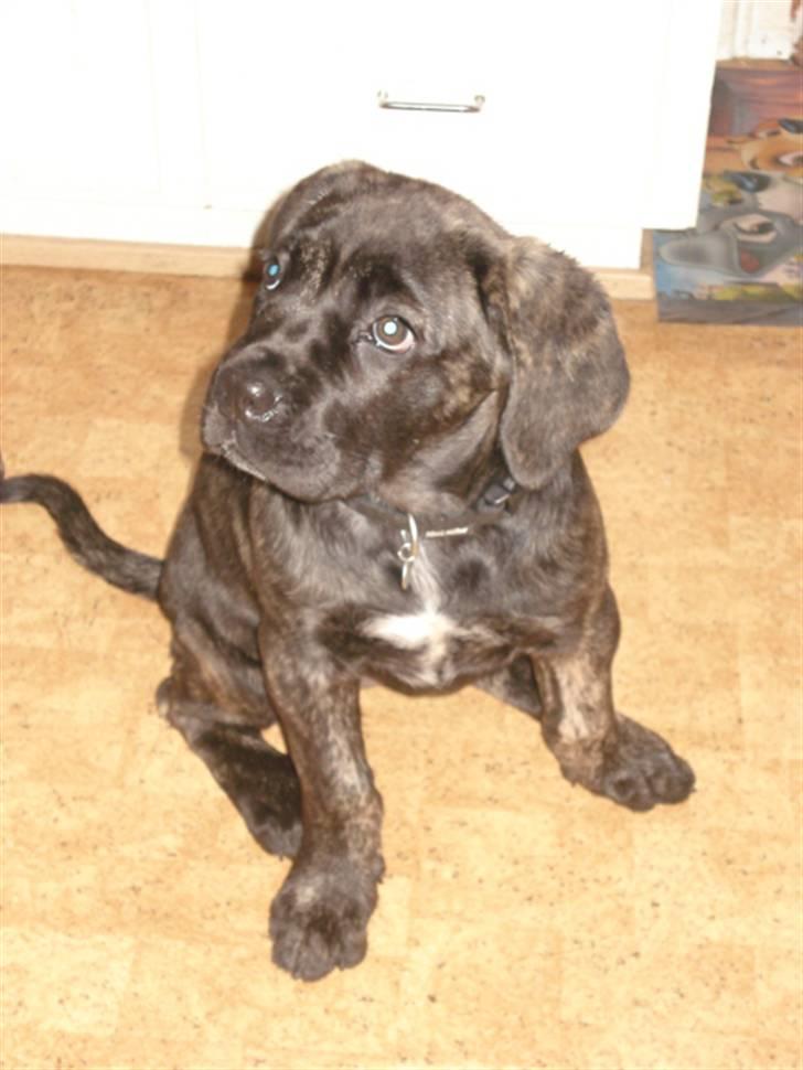 Cane corso Enzo billede 1