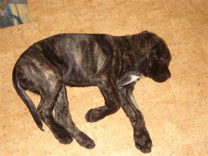 Cane corso Enzo billede 2