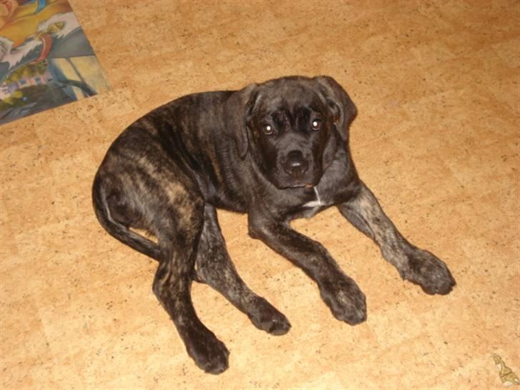 Cane corso Enzo billede 3