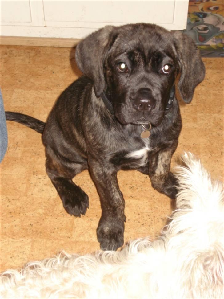 Cane corso Enzo billede 4