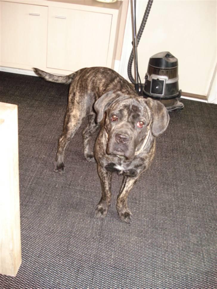 Cane corso Enzo billede 5