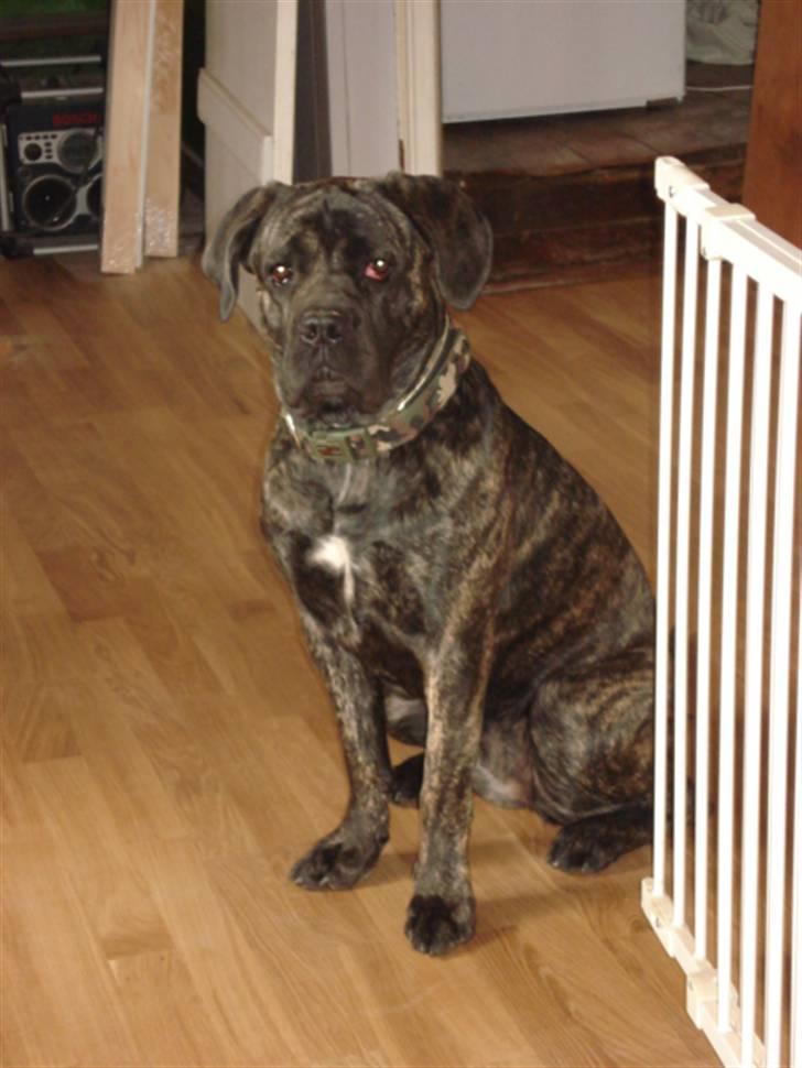 Cane corso Enzo billede 6
