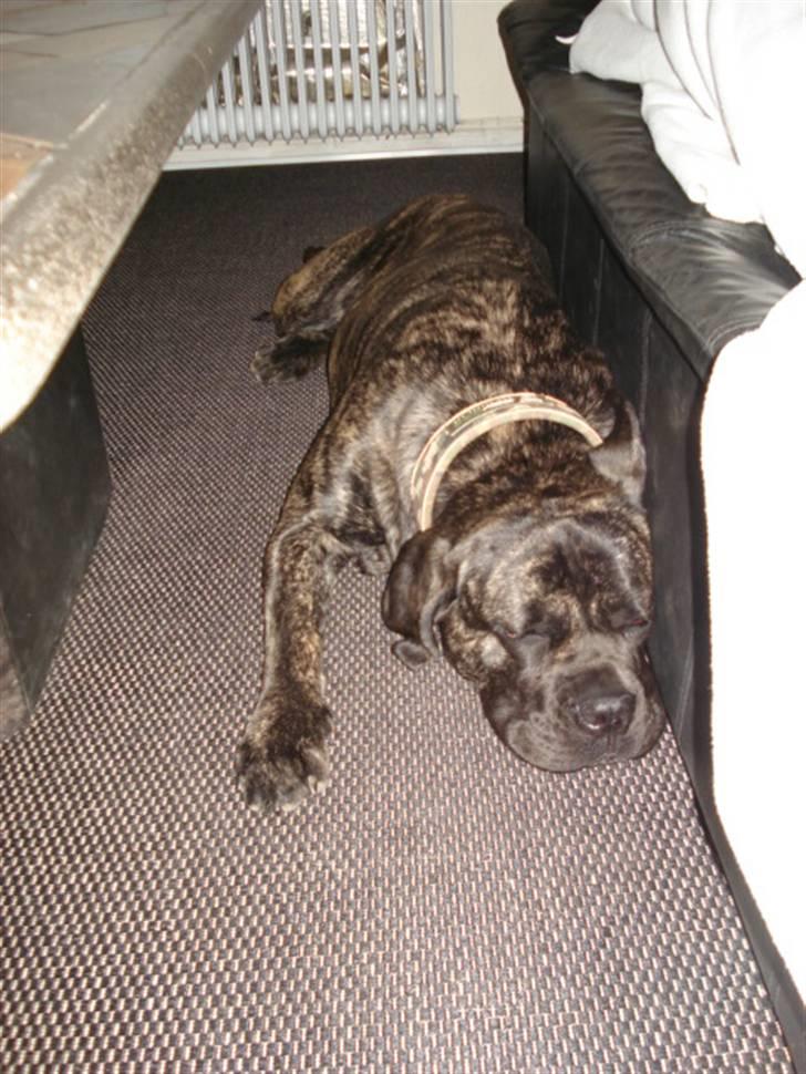 Cane corso Enzo billede 7