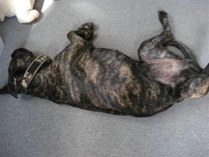 Cane corso Enzo billede 8