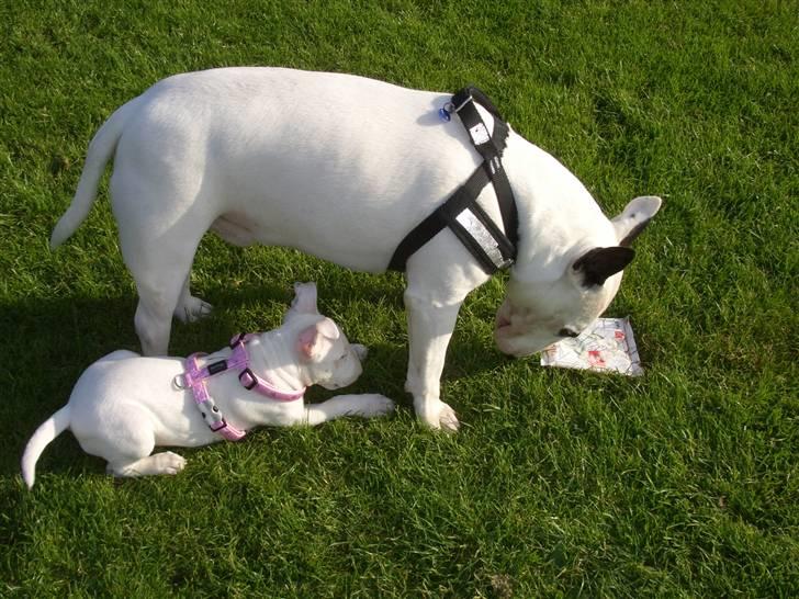 Bullterrier ALF  R.I.P savner dig ven - Alf     Anderledes-Livs-Form billede 16