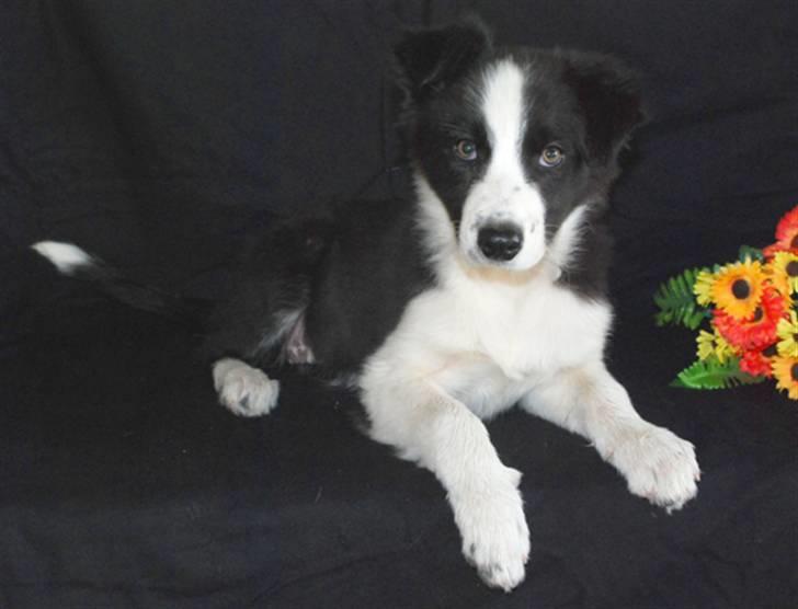 Border collie Mini  billede 11