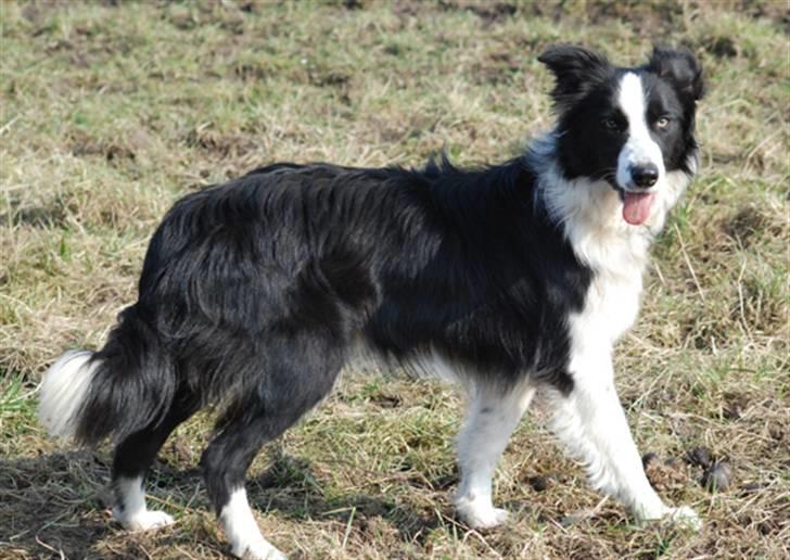 Border collie Mini  billede 13