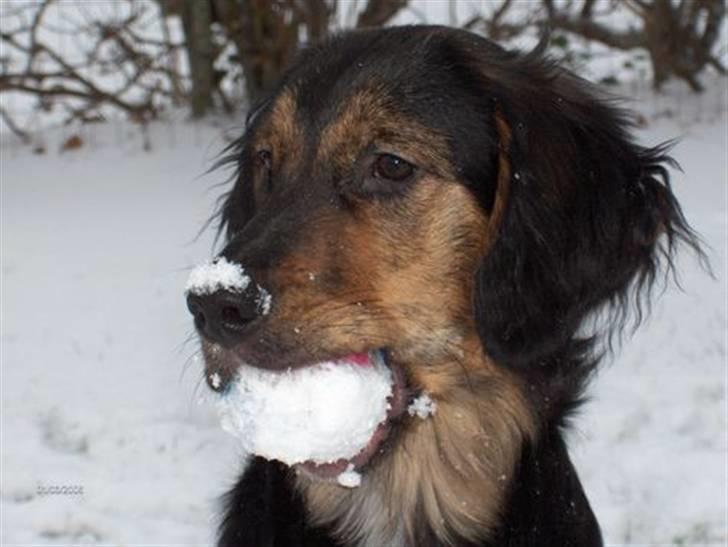 Blanding af racer Luna billede 10