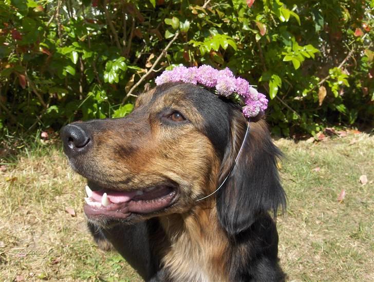 Blanding af racer Luna billede 11